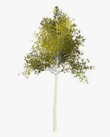 Aspen, Tree, Green, Leaf, Painted Tree, Yellow, Color - Young Tree Png, Transparent Png, Free Download