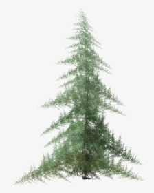 Tree,shortleaf Black Spruce,balsam Fir,white Pine,colorado - Pine Tree Clipart Watercolor, HD Png Download, Free Download