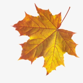 Yellow Autumn Leaves - Real Autumn Leaves Png, Transparent Png, Free Download