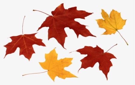 Autumn Leaf Color Clip Art - Fall Leaves Clipart Png, Transparent Png, Free Download
