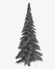 Shortleaf Black Spruce,balsam Fir,columbian Spruce,tree,yellow - Tree In The Winter Transparent Background, HD Png Download, Free Download