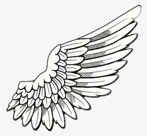 #wings #fly #rightwing - Clip Art Angel Wings Png, Transparent Png, Free Download