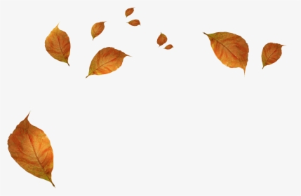 Withered Autumn Leaves Png Download - Fall Leaves Transparent Background, Png Download, Free Download