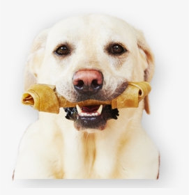 Sunny Articulos Para Mascota Seccion Perros Banner - Labrador Retriever, HD Png Download, Free Download