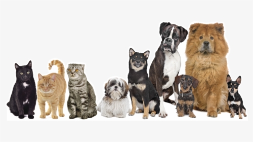 Transparent Mascotas Png - 10 Dogs, Png Download, Free Download