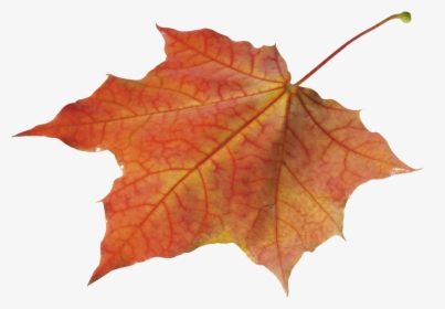 Falling Autumn Leaves Png - Autumn Leaves Transparent Background, Png Download, Free Download