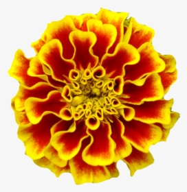 Mexican Marigold Marigolds Tattoo Birth Flower - Marigold Transparent Dia De Los Muertos, HD Png Download, Free Download