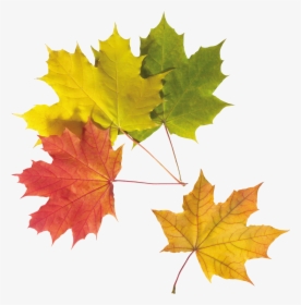 Autumn Leaves Png Image - Autumn Leaf, Transparent Png, Free Download