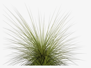 Tall Grass Png - Tall Grass Png Ornamental, Transparent Png, Free Download