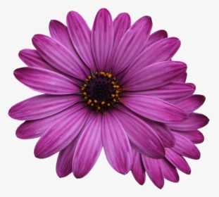Flower Marigolds, Purple Flower, Flowers Png - Purple Flower Transparent Background, Png Download, Free Download