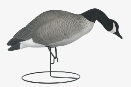 Transparent Goose Png - Canada Goose, Png Download, Free Download
