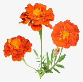 Tagetes-patula - Background Transparent Mexican Flowers, HD Png Download, Free Download