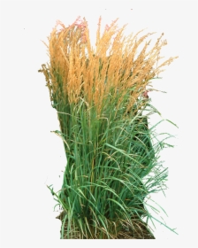 Ornamental Grass Png - Calamagrostis X Acutiflora Karl Foerster, Transparent Png, Free Download