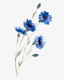 Blue Flowers Watercolor Png, Transparent Png, Free Download