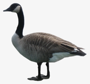 Transparent Png Pictures Free - Goose Png, Png Download, Free Download