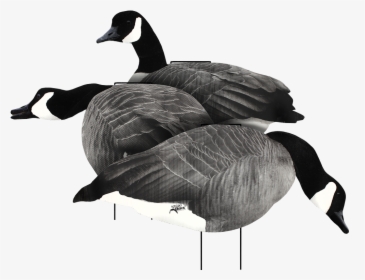 Canada Goose Silhouette, HD Png Download, Free Download