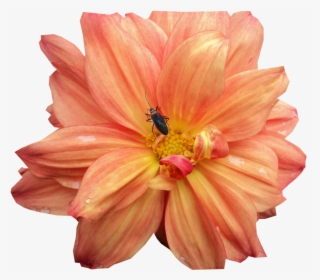 Clip Art National Flower Of Mexico - Dahlia, HD Png Download, Free Download