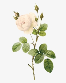 White Rose Png Image, Flower White Rose Png Picture - Flower With Stem Png, Transparent Png, Free Download