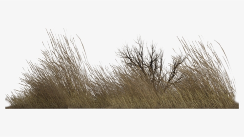 Dry Grass Png - Dry Grass Png Transparent, Png Download, Free Download