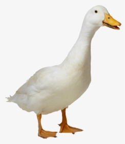 Bird,ducks, Geese And Goose,mallard,american Black - Duck Transparent Png, Png Download, Free Download