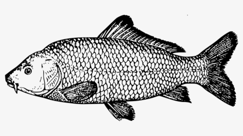 Drawing Of Carp, HD Png Download, Free Download