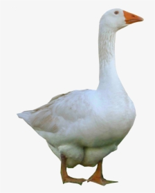 Bird,duck,ducks, Geese And Goose,neck - Goose Png, Transparent Png, Free Download