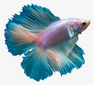 Betta Fish Transparent Background, HD Png Download, Free Download