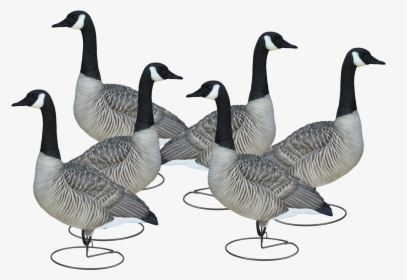 Livecraft™ Full Body Geese"  Class= - Final Approach Livecraft Decoys, HD Png Download, Free Download