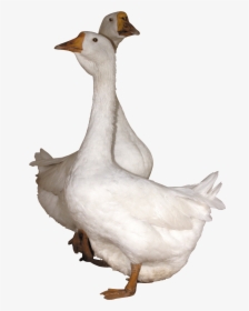 Bird,goose,beak,ducks, Geese And Goose - Gooses Png, Transparent Png, Free Download