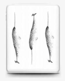 Narwhale Skin Ipad - Monochrome, HD Png Download, Free Download