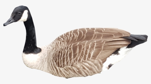 Canadian Goose Swimming No Background - Canada Goose Png, Transparent Png, Free Download