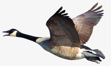 Canada Goose Transparent Background, HD Png Download, Free Download