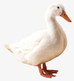 White Goose Png - Duck Png, Transparent Png, Free Download