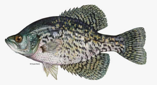 Illustration Of A Black Crappie - Black Crappie Fish, HD Png Download, Free Download