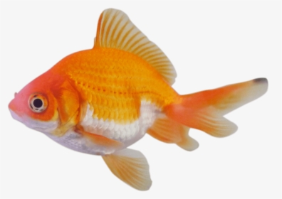 Goldfish - Peces De Colores Png, Transparent Png, Free Download