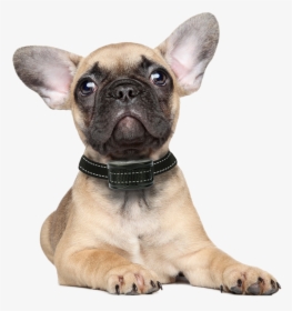 French Bulldog Puppy White Background, HD Png Download, Free Download