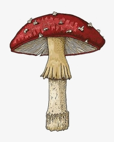Transparent Trippy Mushroom Png - Drawing, Png Download, Free Download