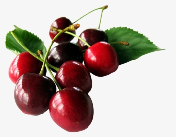 Cherry Images Png, Transparent Png, Free Download