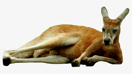 Transparent Kangaroo Clipart - Transparent Background Kangaroo Png, Png Download, Free Download