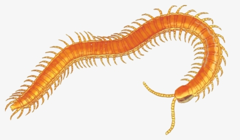 Free Clipart Of A Centipede - Centipede Clip Art, HD Png Download, Free Download