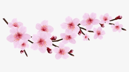 Cherry Blossom Png Images Free Download - Cherry Blossom Png Transparent, Png Download, Free Download