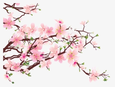 Cherry Blossom Png Free Download - Cherry Blossom Tree Png Transparent, Png Download, Free Download