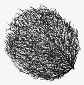 Tumbleweed Transparent Png, Png Download, Free Download