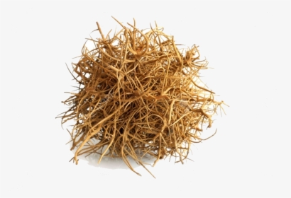 Tumbleweed On White Background , Png Download - Transparent Background Tumbleweed Transparent, Png Download, Free Download