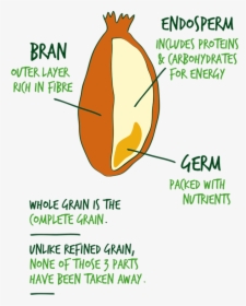 Illustration Of A Whole Grain - Parts Of Cereal Grain, HD Png Download, Free Download