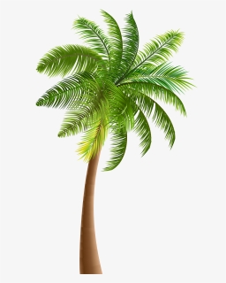 Palmera De Coco Png , Png Download - Palm Tree Png Clipart, Transparent Png, Free Download