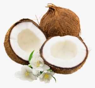 Noix De Coco Png, Tube - Transparent Coconut Png, Png Download, Free Download