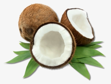 High Quality Coconut, HD Png Download, Free Download