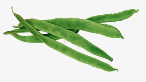 Runner Beans - Green Beans Clipart Png, Transparent Png, Free Download