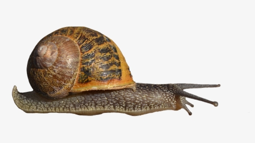 Portable Network Graphics Snails And Slugs Clip Art - Snail Png, Transparent Png, Free Download